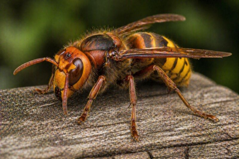 Stinging Insect Extermination Service