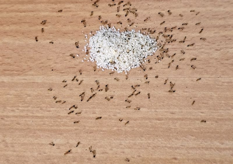 Ant Control Service