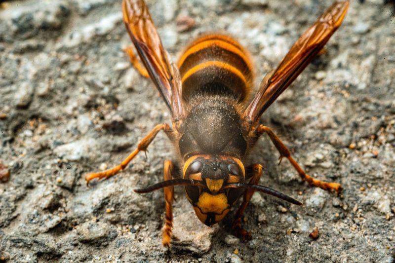 Hornet Pest Control Service detail