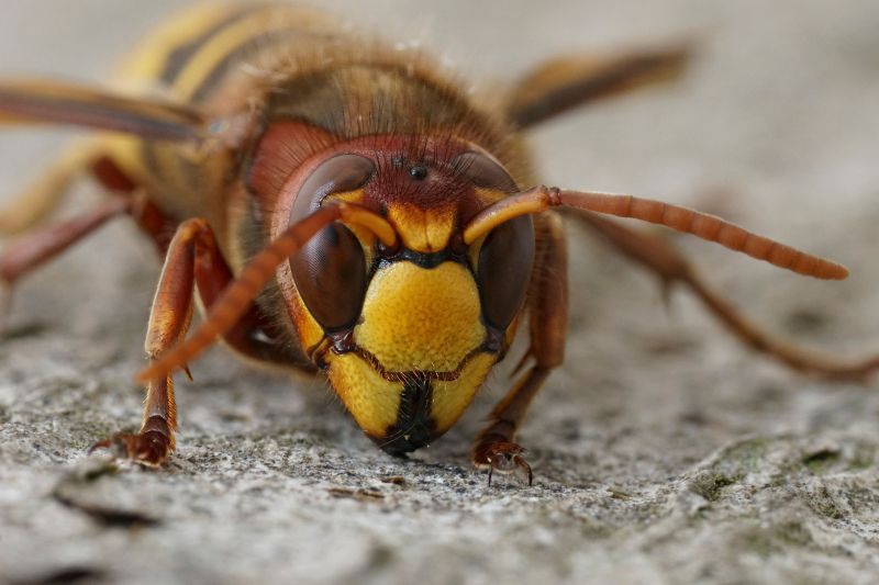 Hornet Pest Control Service detail